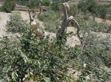 بالصور مجزرة أشجار الزيتون في قريوت وبورين تعكر بهجة العيد