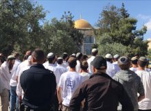 خطط لعزل القدس وتصاعد الانتهاكات في موسم الزيتون