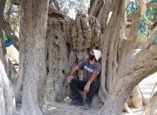 ماذا تعرف عن أقدم شجرة زيتون في فلسطين؟